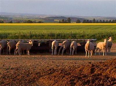 Photo 4. VALTON FEEDER